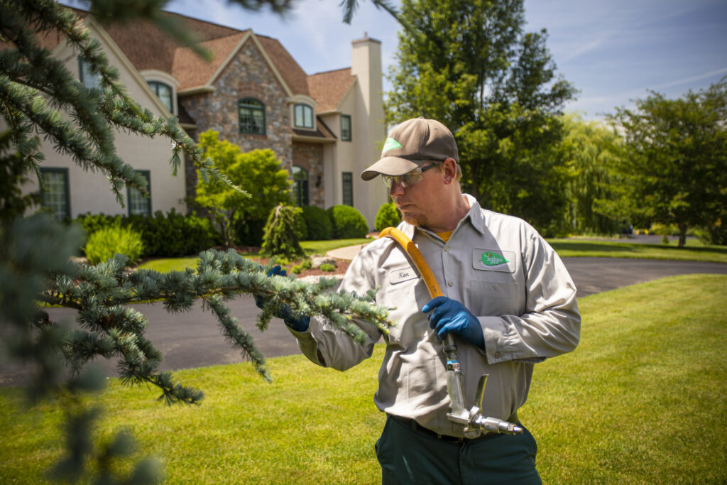 Image of person in a grey shirt and brown hat, inspecting a pine tree in front of a stone house.