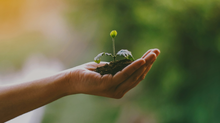 A hand gently holding a sprouted baby plant in dirt